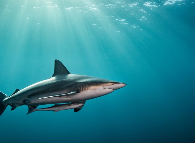Wallpaper shark, underwater, 4k, Travel 605661417